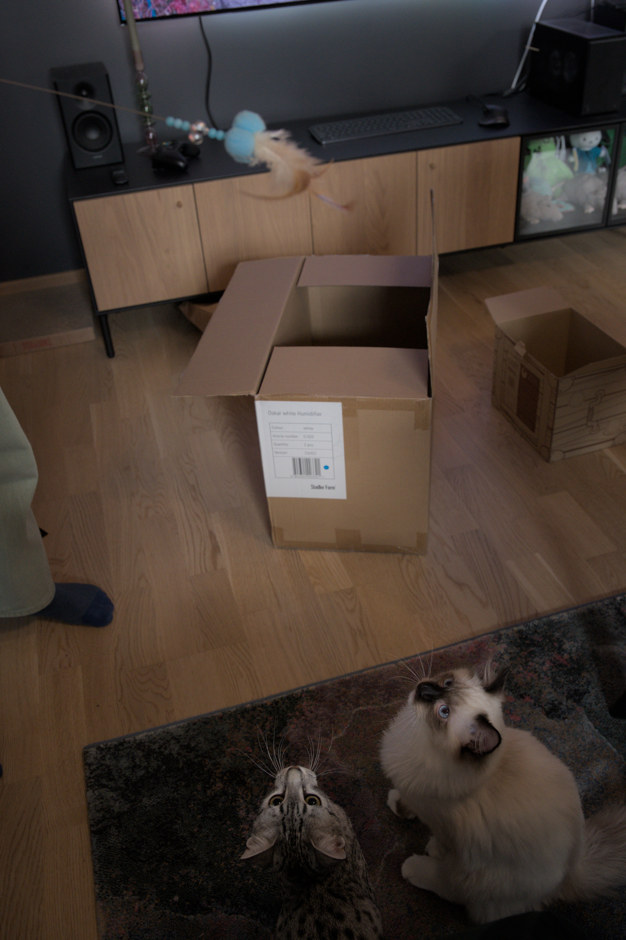 2025/10/12 - cats/DSC_0093.jpg